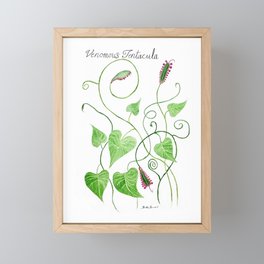 Venomous Tentacula Botanical Art Framed Mini Art Print