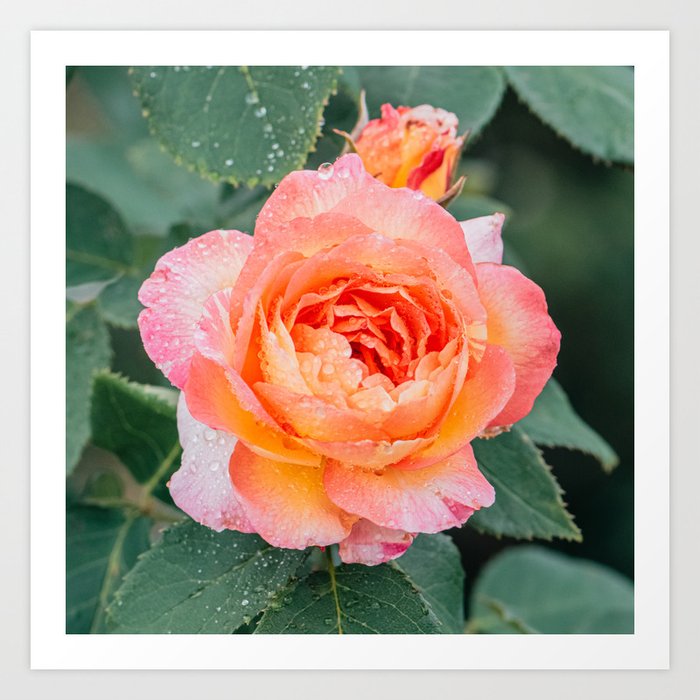 Morning Dew Rose Floral Art Print