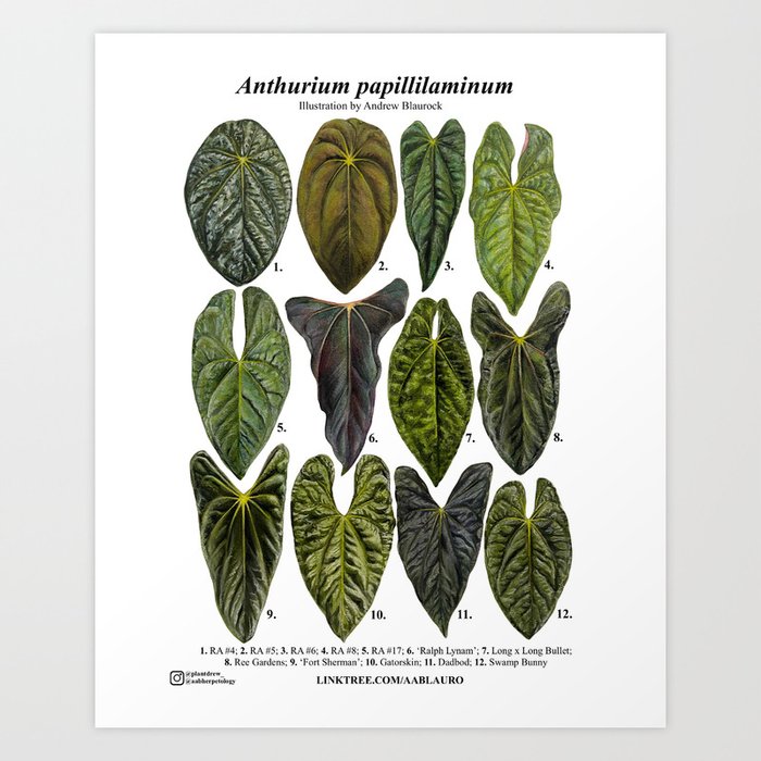 Anthurium papillilaminum clones: part 1 Art Print