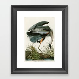 Great blue Heron - John James Audubon's Birds of America Print Framed Art Print