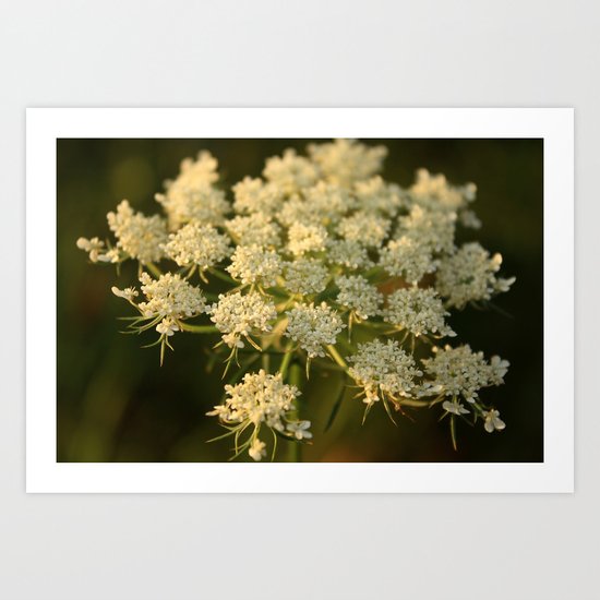 Queen Anne's Lace Flower Art Print