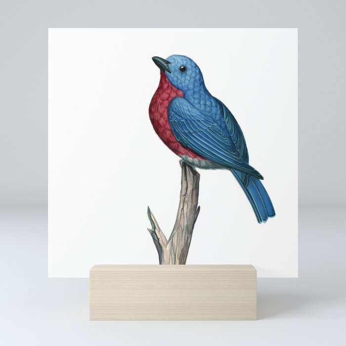 Eastern Bluebird Mini Art Print