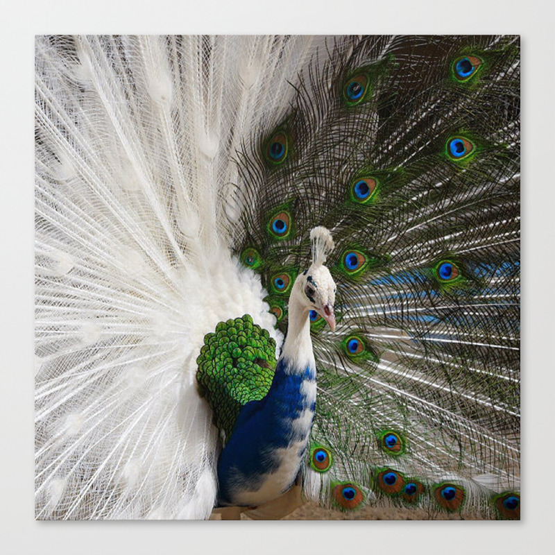 Blue White Peacock Canvas Print By Erikakai Society6