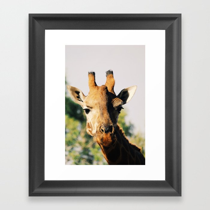 Giraffe Framed Art Print