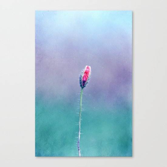 little poppy Canvas Print