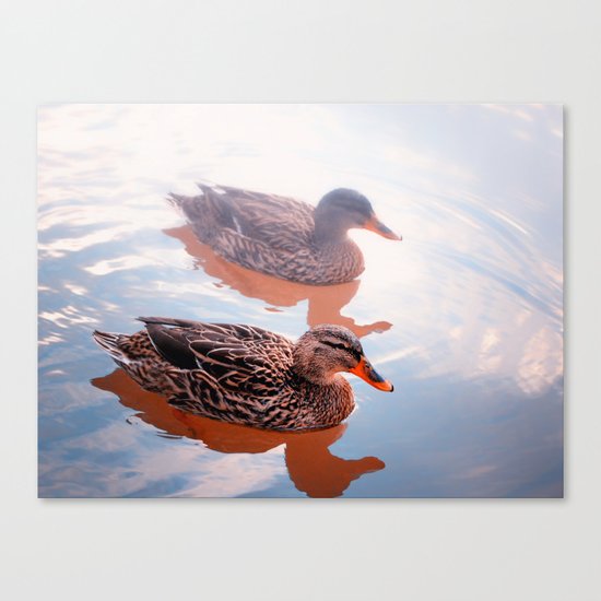 Duck Canvas Print