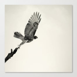 Red-Tail Hawk on Columbia River, Washington, Bird, Wildlife Canvas Print