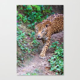 Jungle walking jaguar, Guatemala Canvas Print