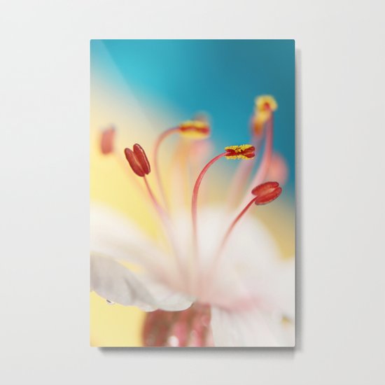 Geranium Against Blue Metal Print