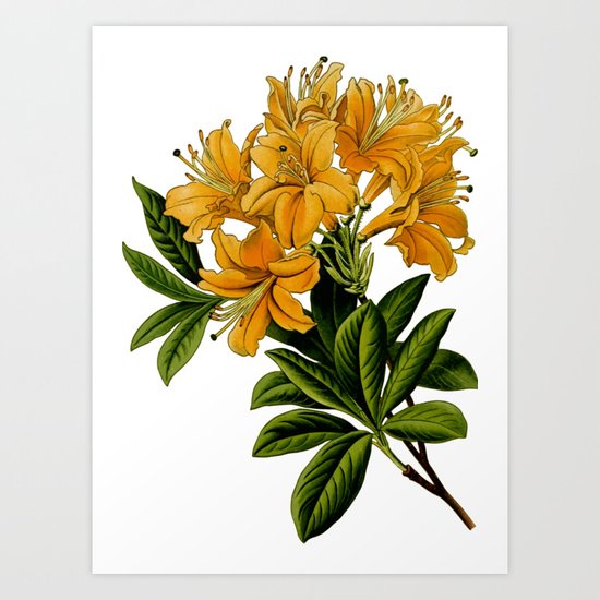 Herbal Flowers Art Print