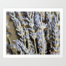 Sweet Lavender Bunch Art Print