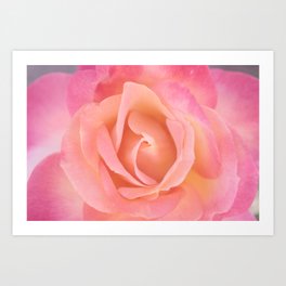 Cotton Candy Rose Art Print