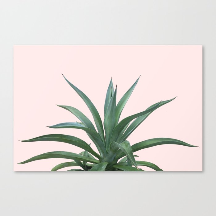 Cactus Photography Pink Canvas Print
