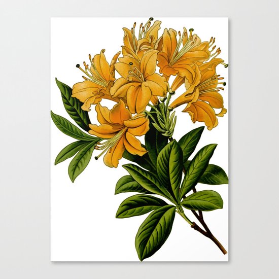 Herbal Flowers Canvas Print