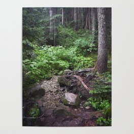 Forest Hiking Outdoors Rainforest Nature Woods Trees Washington Landscape Pacific Northwest  Poster