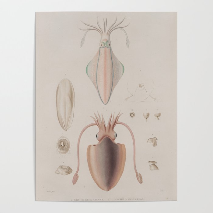 Vintage Biological Illustration of a Squid (1835) Poster