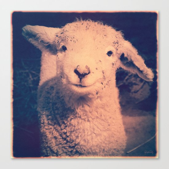 Innocence (Smiling White Baby Sheep) Canvas Print