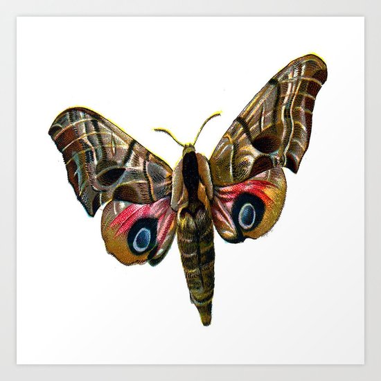 Moth Art Print