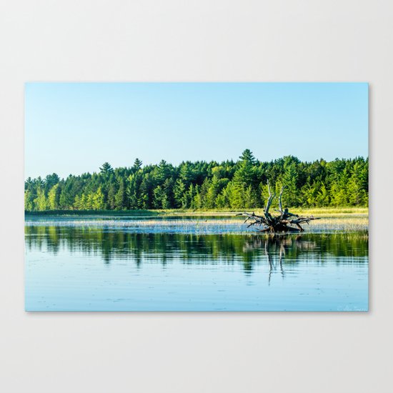 Driftwood Reflection Canvas Print