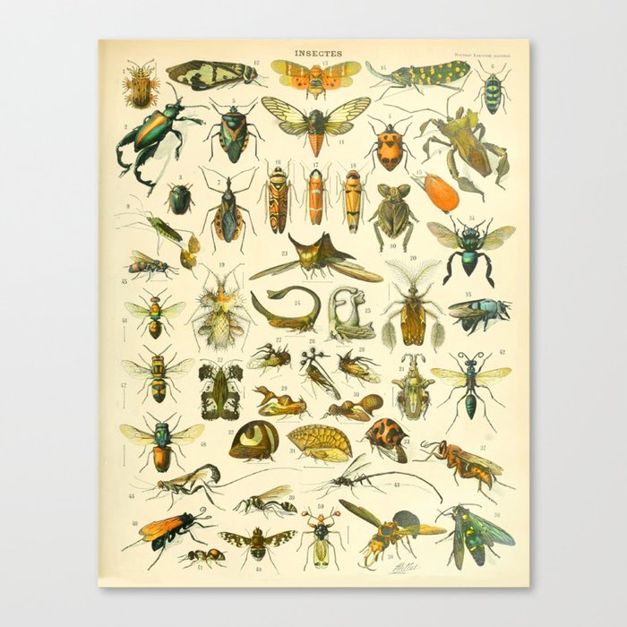 Adolphe Millot "Insectes" Nouveau Larousse 1905 Canvas Print
