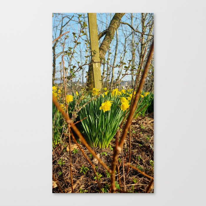 Daffodils and thorns Canvas Print