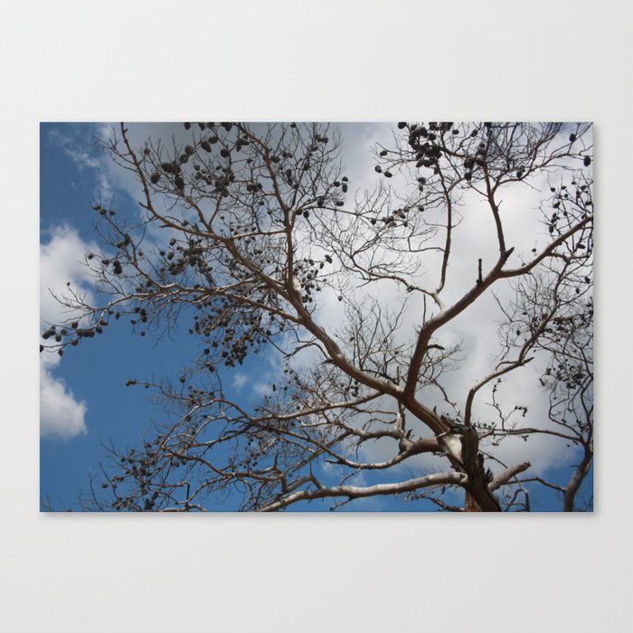 Skeleton of A Pine Tree Against Sky and Clouds Canvas Print