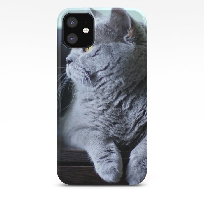 British Shorthair Fat Cat Indoor Portrait Iphone Case By