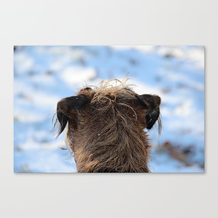 Border Terrier in the Snow Canvas Print