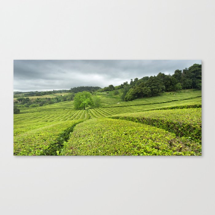 Tea plantation green fields | Cha Gorreana, Sao Miguel Azores travel photography | Landscape art print Canvas Print