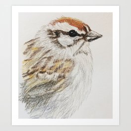 chipping sparrow portrait Art Print