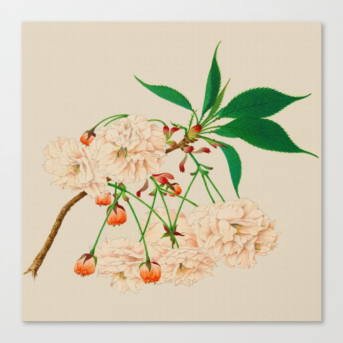 Fugen's Elephant Cherry Blossoms Canvas Print