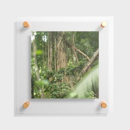 Brazil Photography - Tall Tropical Trees In The Rain Forest Floating Acrylic Print