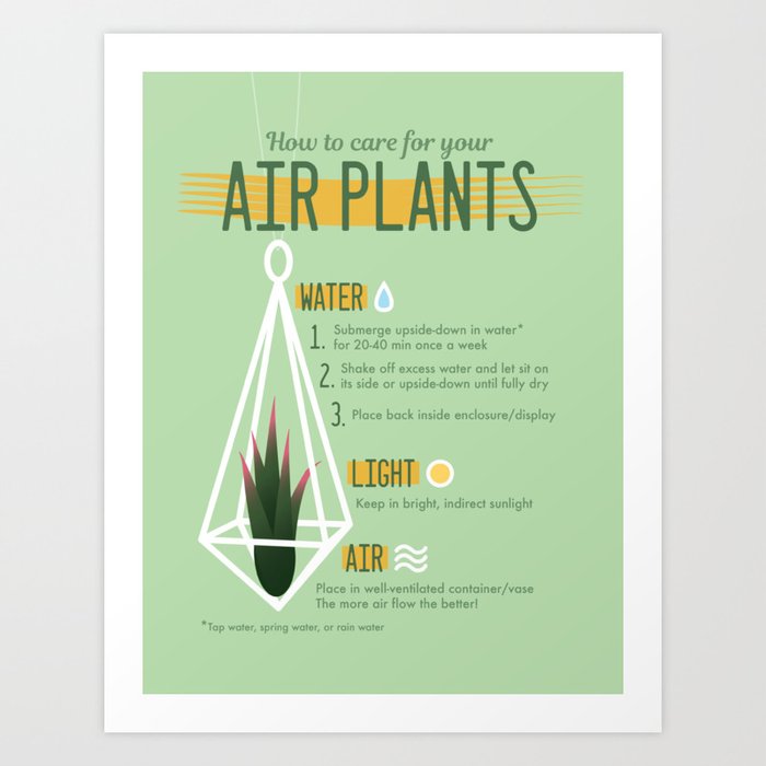 Air Plants Infographic Art Print