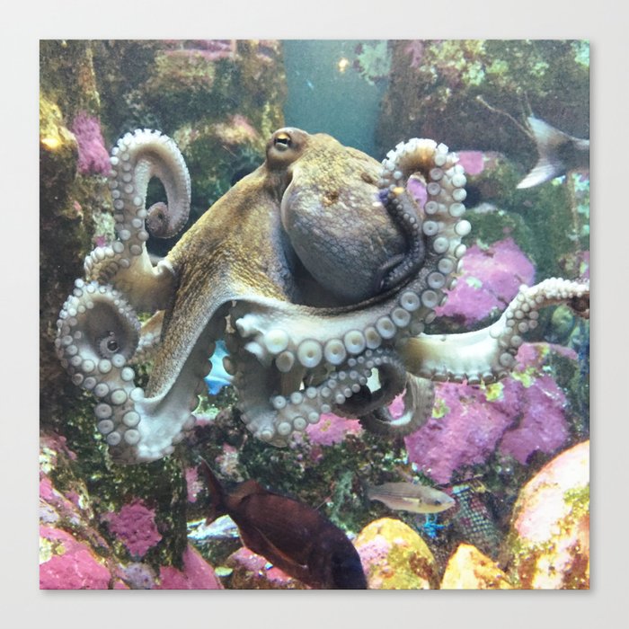 The Octopus's Garden Canvas Print