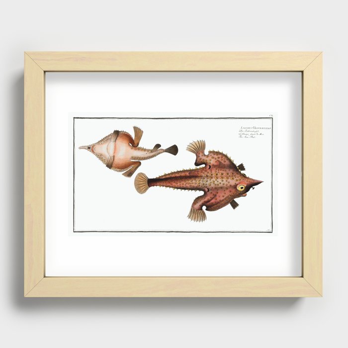 Sea Bat (Lophius Vespertilio) from Ichtylogie, or Natural History  General and Particular of Fish (1 Recessed Framed Print