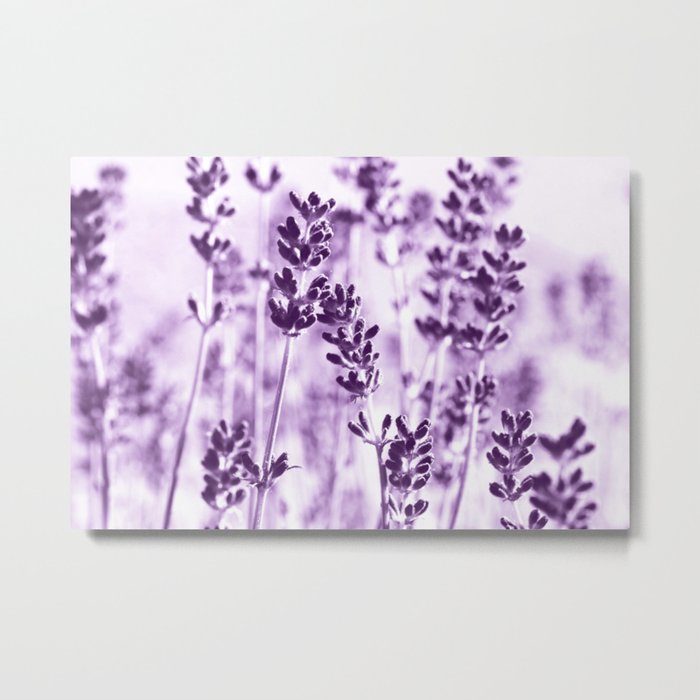Lavender  063 Metal Print