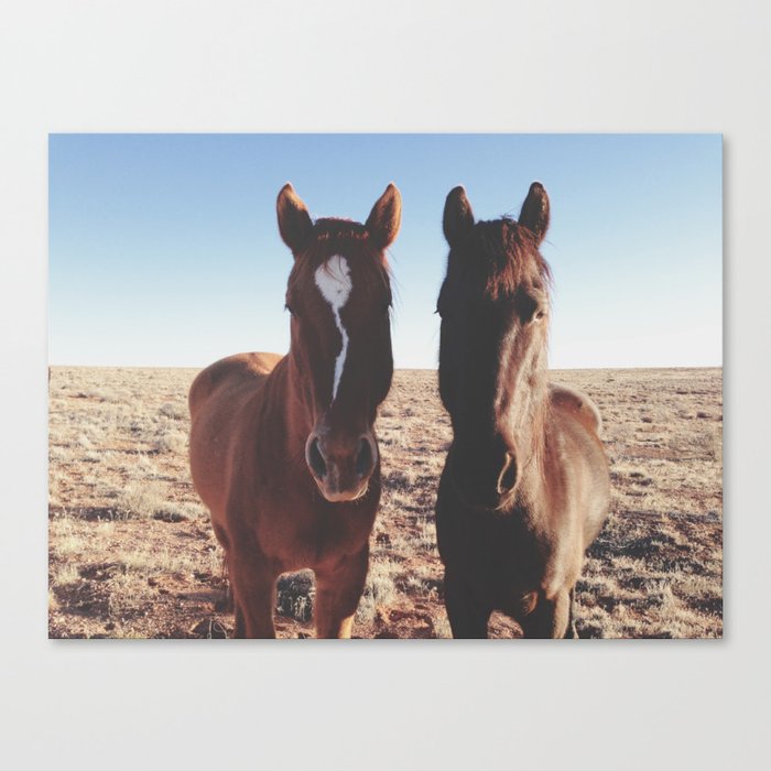 Horse Friends Canvas Print