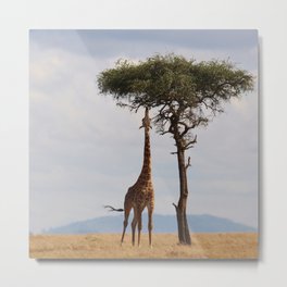 South Africa Photography - Giraffe Under An Acacias Tree Metal Print