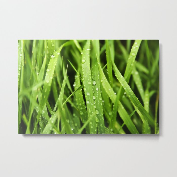 Rain drops, tall green grass, macro rain, plants, nature Metal Print