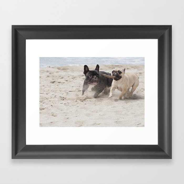 French Bulldogs on the beach Framed Art Print