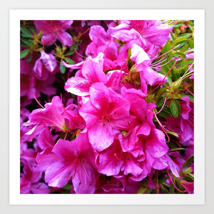 Decorative Innuendo pink Japaneeze Azalea blossom flower pattern Art Print