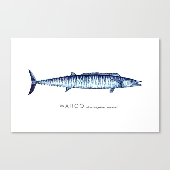 WAHOO (Acanthocybium solandri) Watercolor Art by Melissa MacMichael Canvas Print