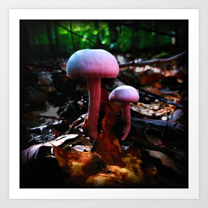 Laccaria Ochropurpurea Art Print