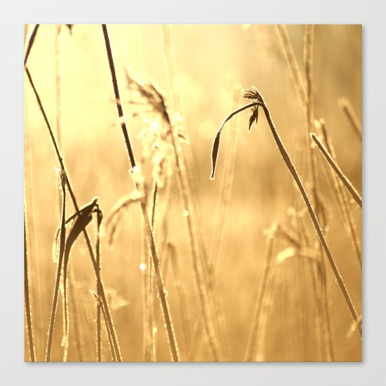 Foggy Morning With Golden Tones Canvas Print