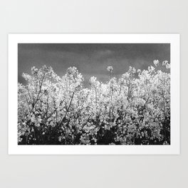 White oil: yellow rape flowers Art Print | Photo, Agriculture, Summer, Cooking, Seeds, Cozla, Yellow, Sweden, Farm, Bloom 