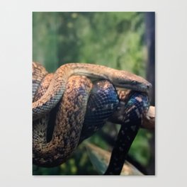 snakes  Canvas Print