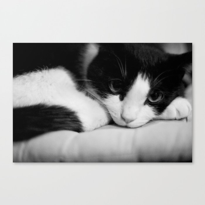 Cat black and white Canvas Print