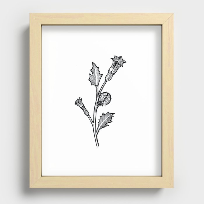 Jimson Weed Recessed Framed Print