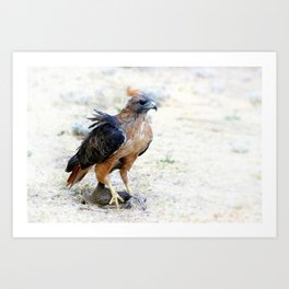 Hungry Red Teiled Hawk Art Print