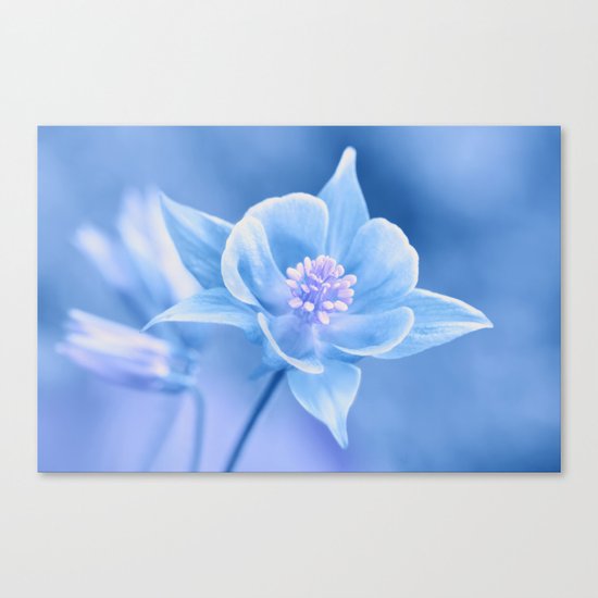 Columbine Flower 161 Canvas Print